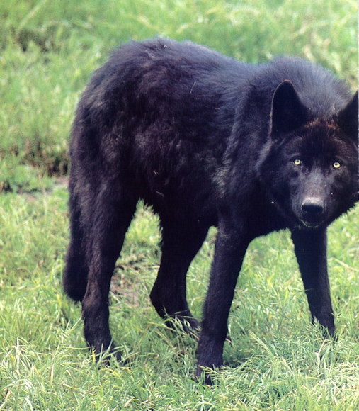 blackwolf.jpg